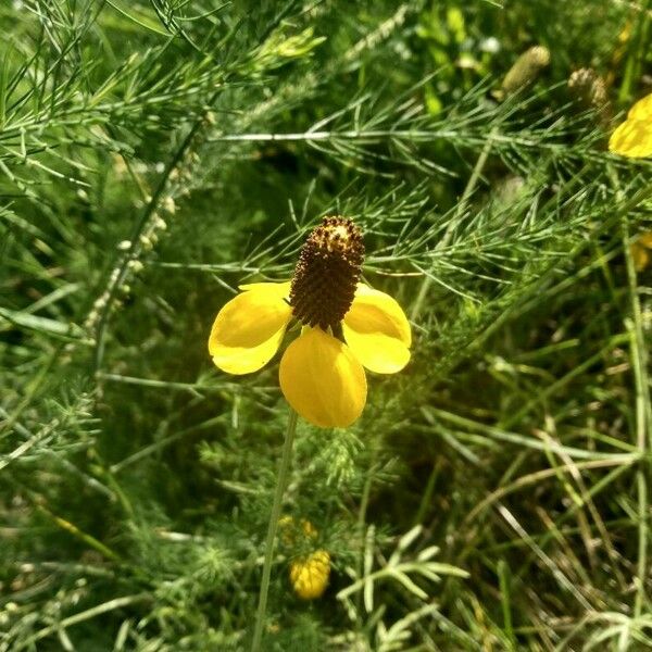 Ratibida columnifera फूल