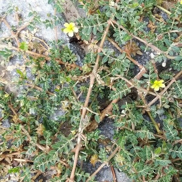 Tribulus terrestris Folha