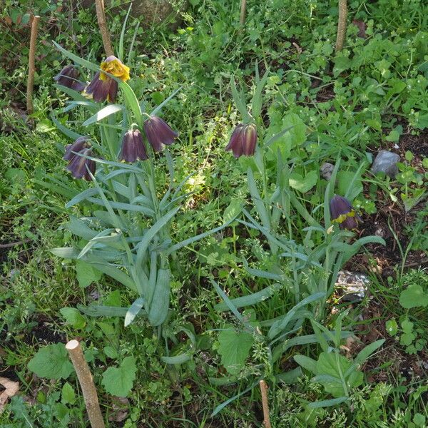 Fritillaria pyrenaica Pokrój