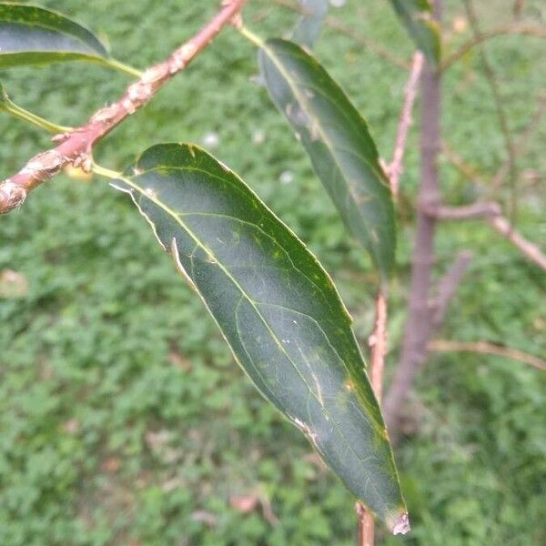 Forsythia viridissima पत्ता