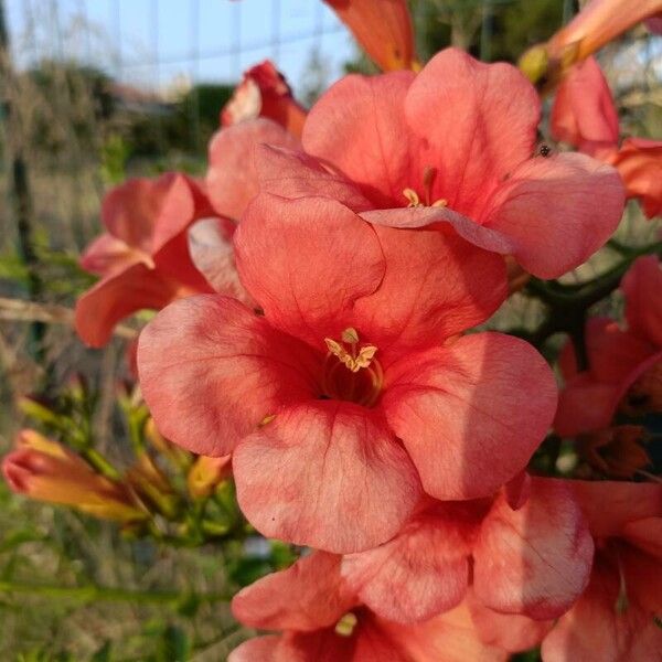 Campsis grandiflora Flower