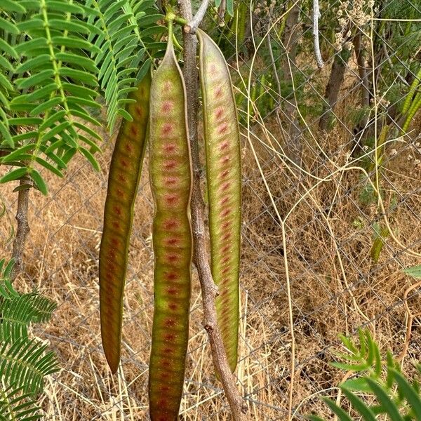 Leucaena leucocephala ফল