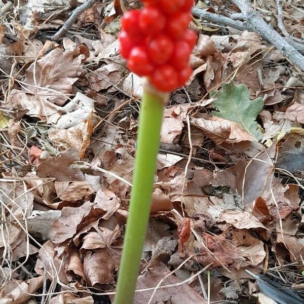 Arum italicum Elinympäristö