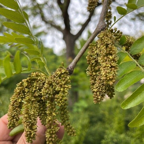 Juglans californica Frukt