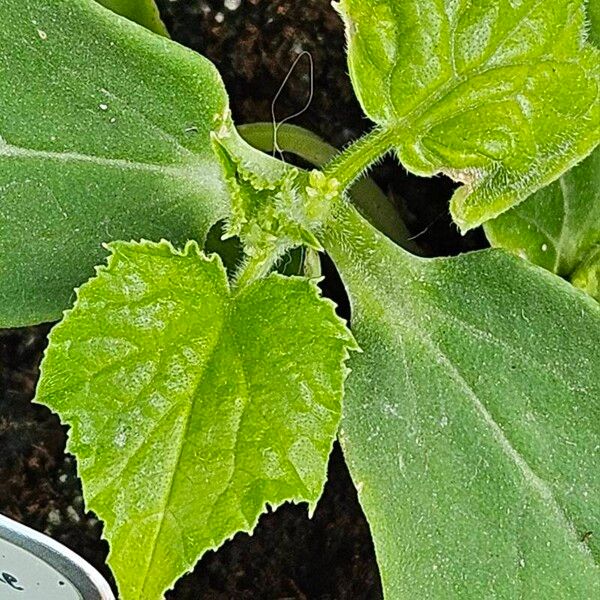 Cucumis sativus Leaf