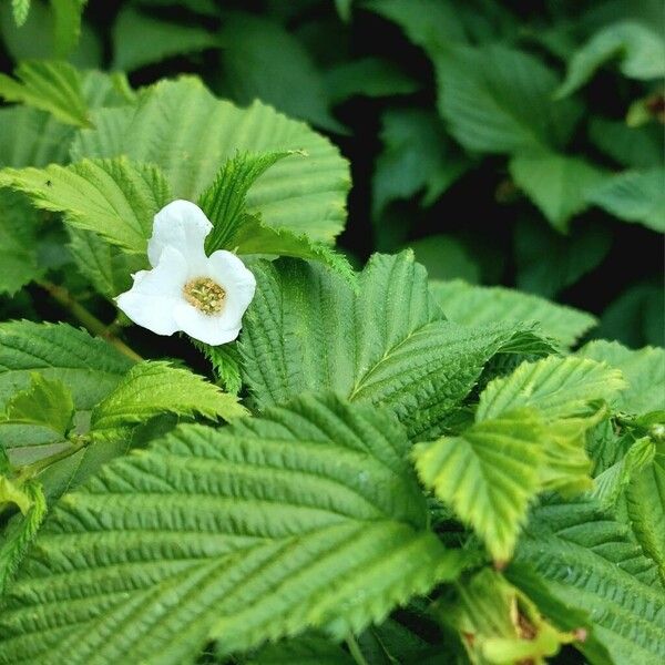 Rhodotypos scandens Flower