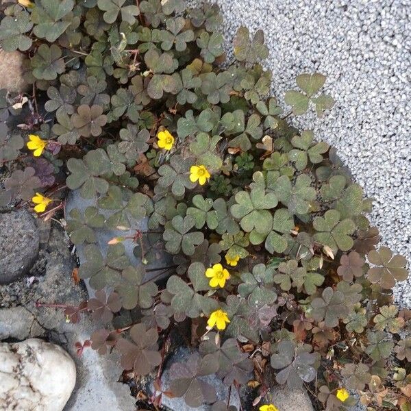 Oxalis corniculata Tervik taim