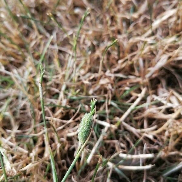 Phleum arenarium Λουλούδι