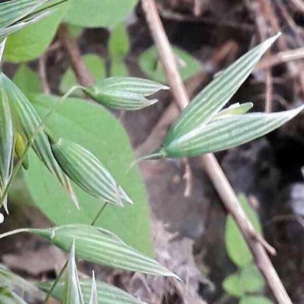 Avena sativa Fruit