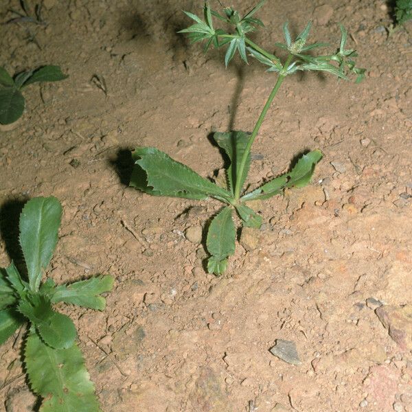 Eryngium foetidum Habit