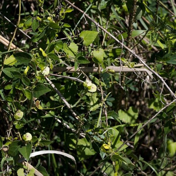 Macrotyloma axillare Habit