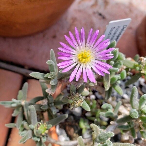 Delosperma sawdahense Квітка