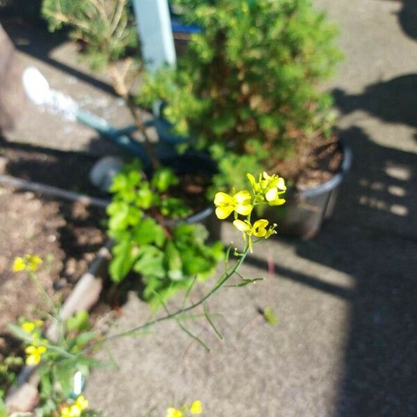 Brassica juncea Blomma