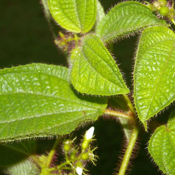 Miconia crenata Φύλλο