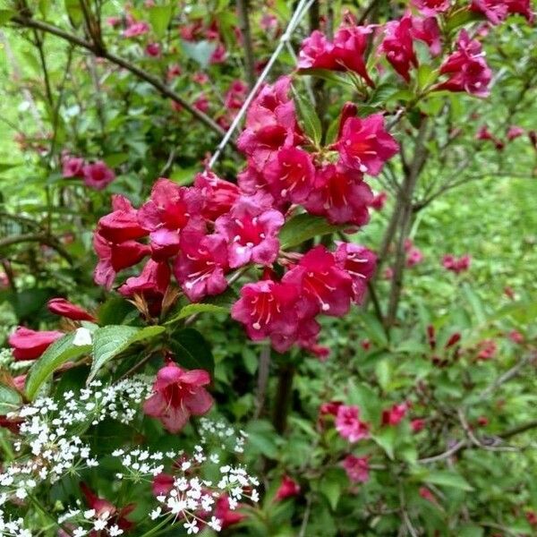 Weigela florida موطن