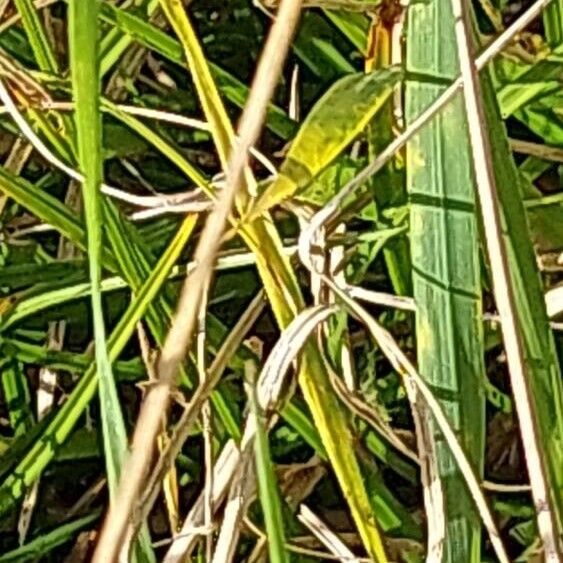 Carex divulsa Folha