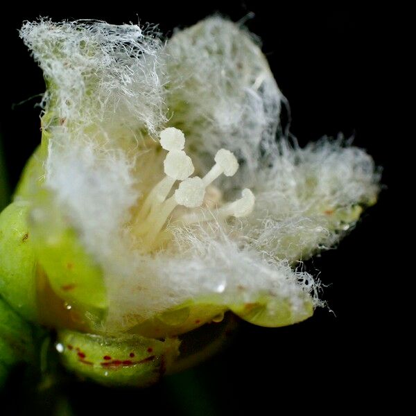 Vismia cayennensis Floare