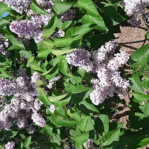 Syringa vulgaris Lorea