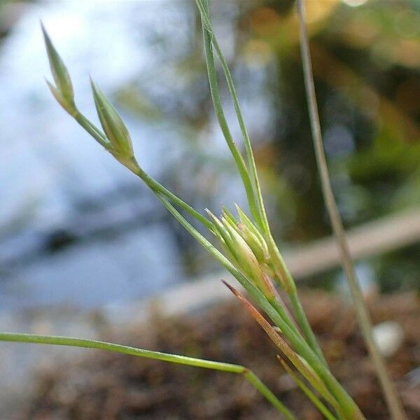 Juncus bufonius Kora