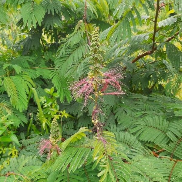 Calliandra houstoniana Flower