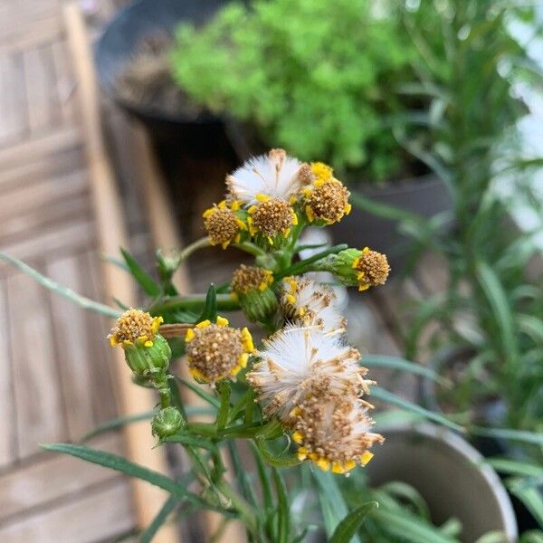 Senecio inaequidens 花