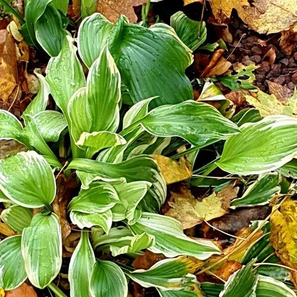 Hosta plantaginea Іншае