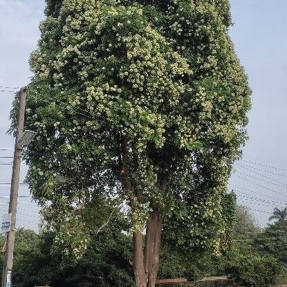 Alstonia angustifolia Кветка