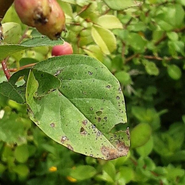 Cotoneaster integerrimus Blad