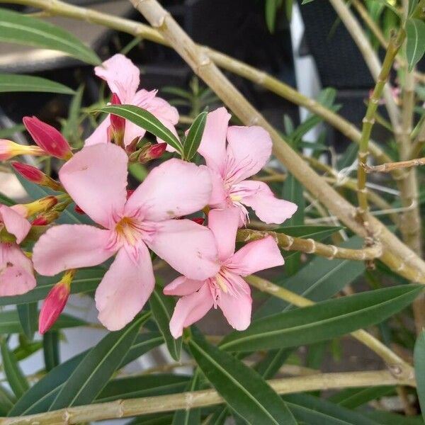 Nerium oleander Çiçek