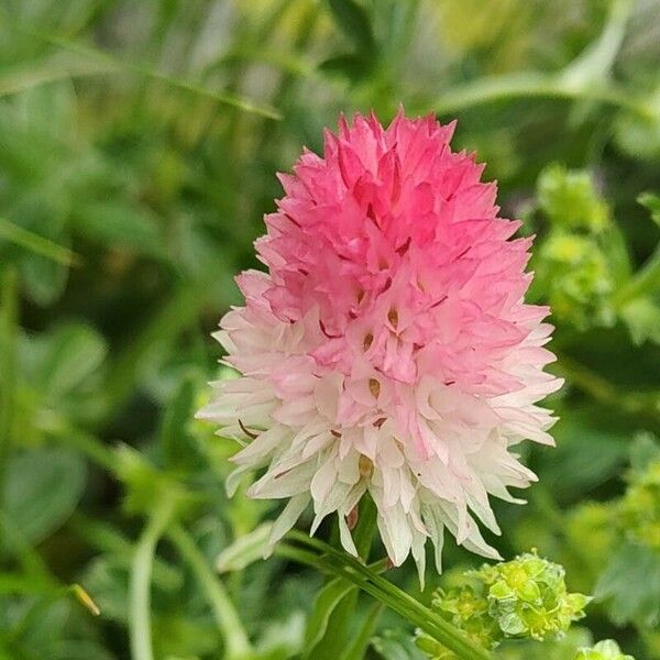 Gymnadenia corneliana Blüte