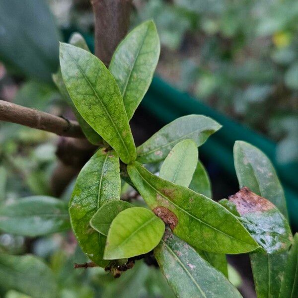 Ixora chinensis Leaf