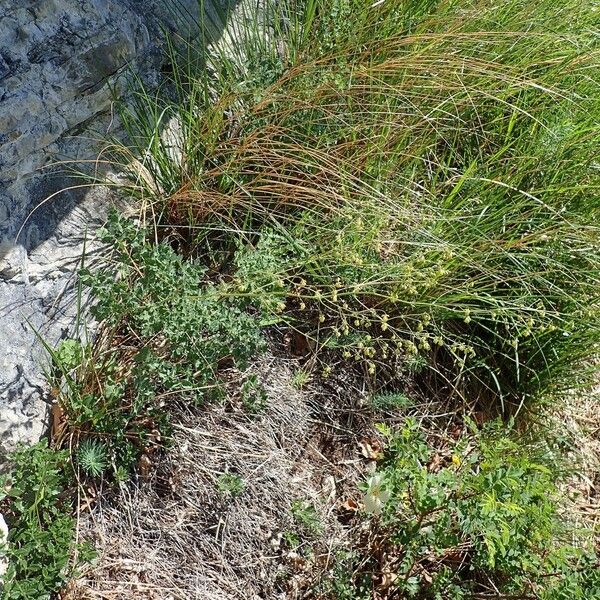 Thalictrum minus Habit