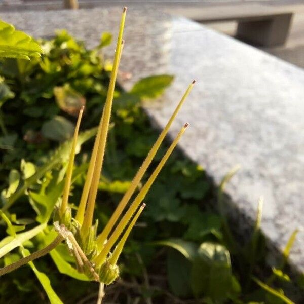 Erodium malacoides ഫലം