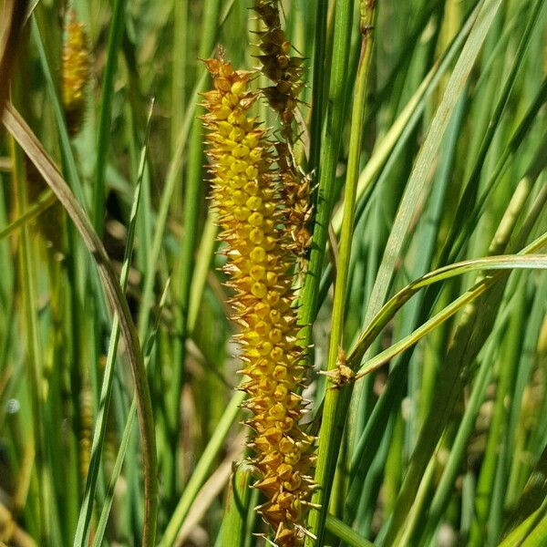 Carex rostrata Gyümölcs