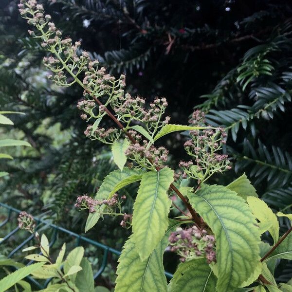 Spiraea alba Frutto