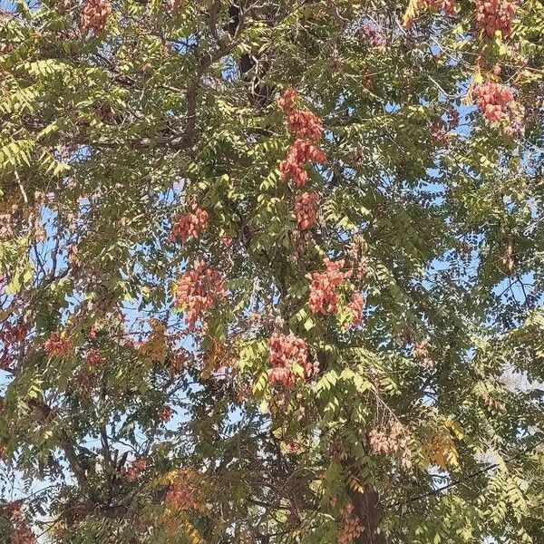 Koelreuteria paniculata Frucht