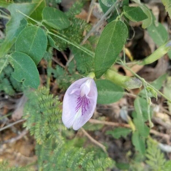 Clitoria mariana Çiçek