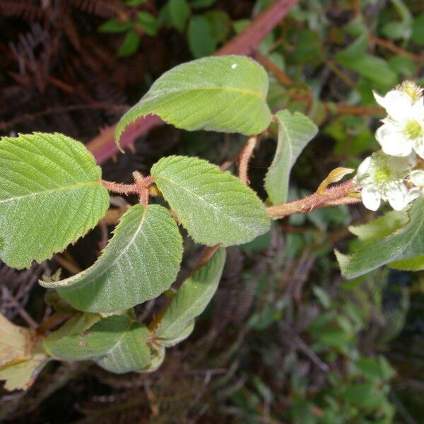 Rubus adenotrichos Hábito