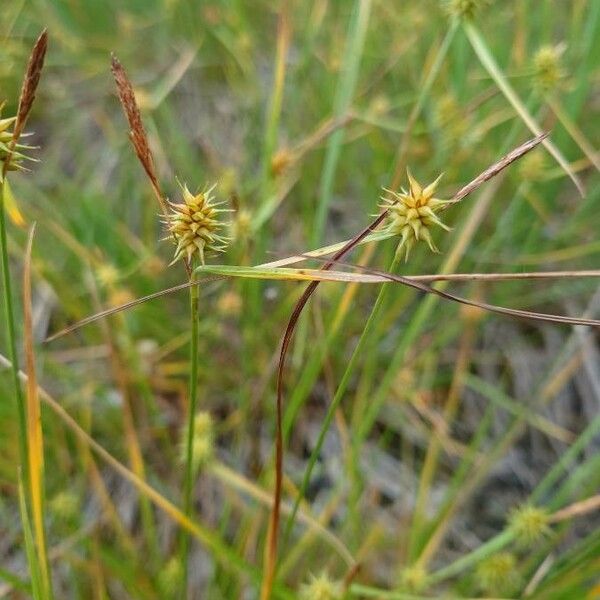 Carex flava Vaisius