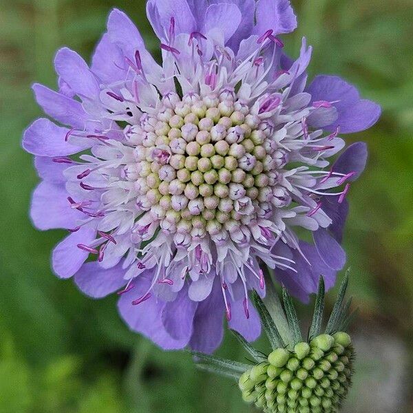 Scabiosa lucida Flower