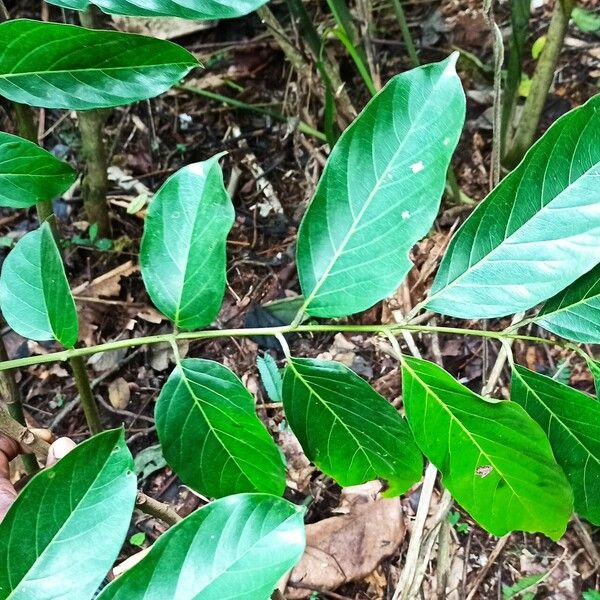 Pseudospondias longifolia Лист