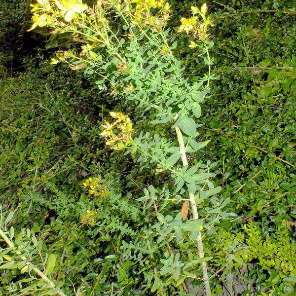 Hypericum perforatum Staniste