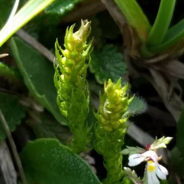 Selaginella selaginoides Floare