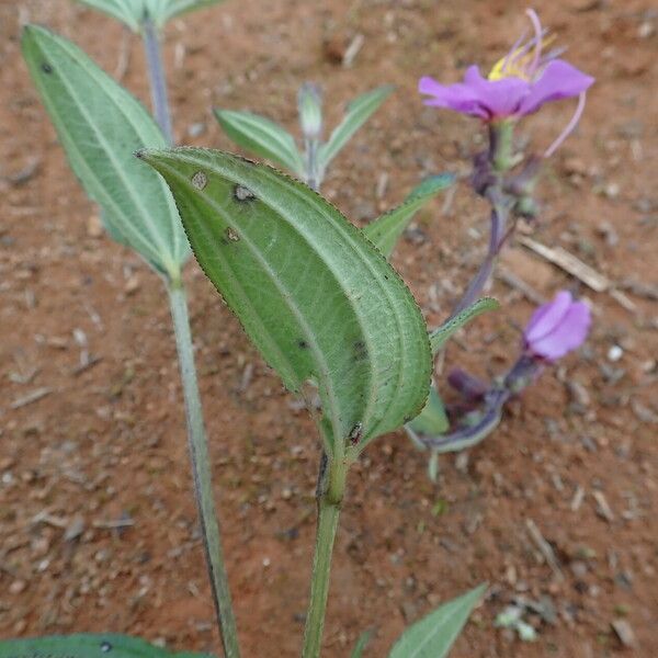 Dupineta brazzae Hoja