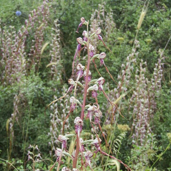 Himantoglossum calcaratum Flower