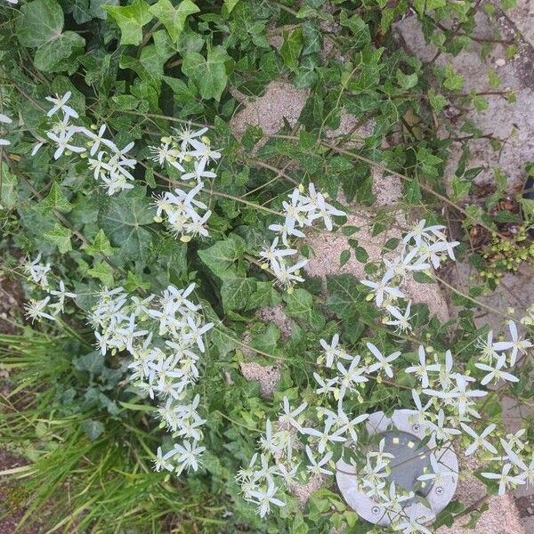 Clematis flammula 花