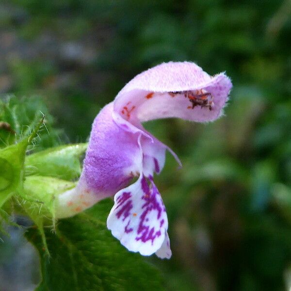 Lamium maculatum 花