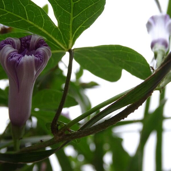 Ipomoea cairica Цвят