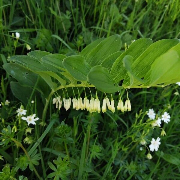 Polygonatum multiflorum Flower