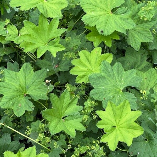 Alchemilla subcrenata Feuille